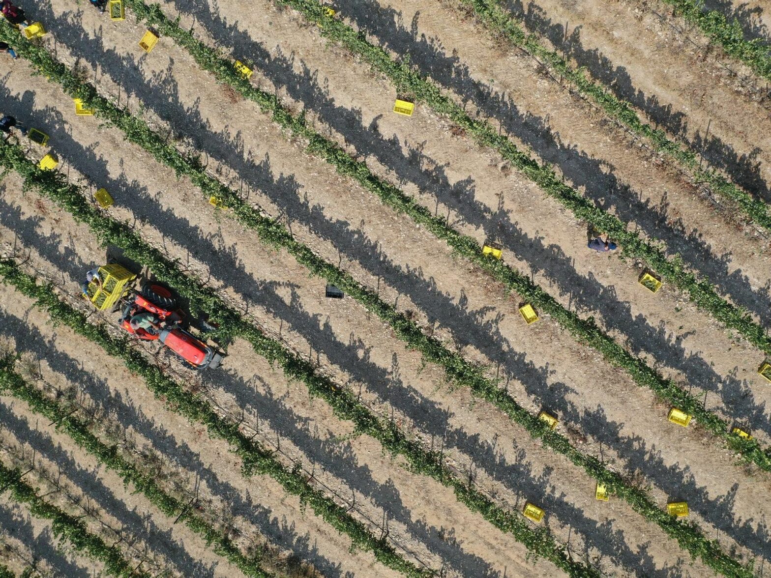 Photo of vineyards in the desert