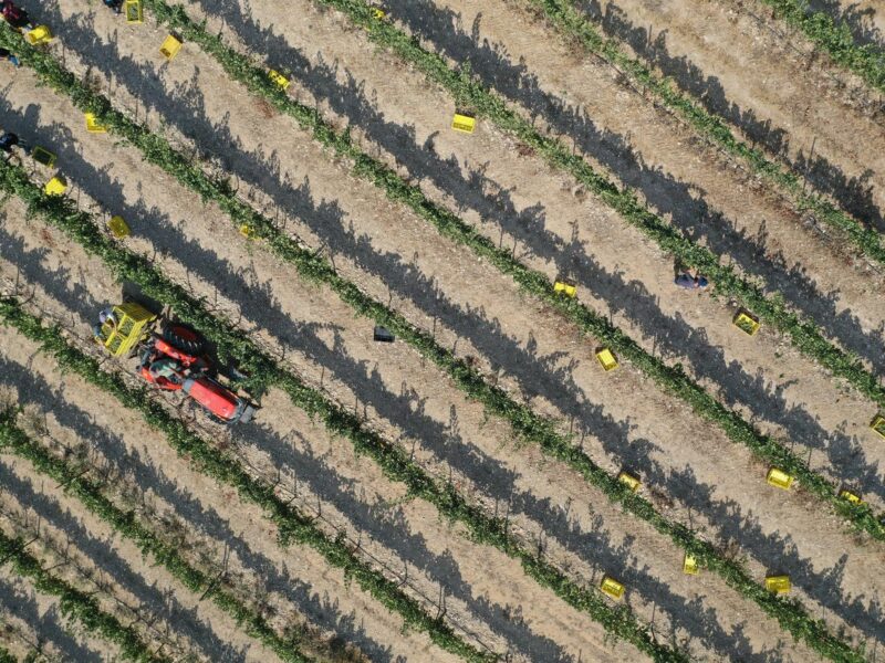 Photo of vineyards in the desert