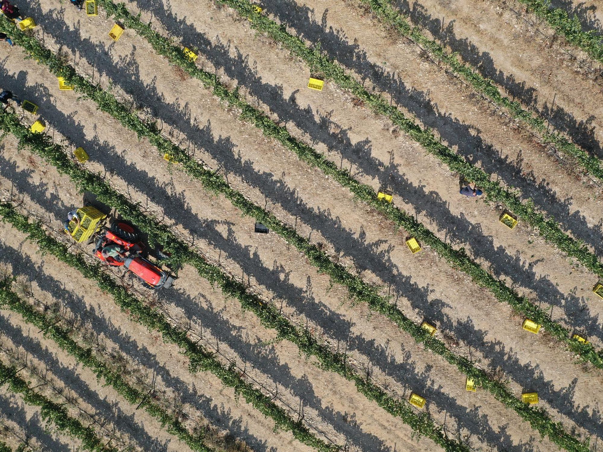 Photo of vineyards in the desert