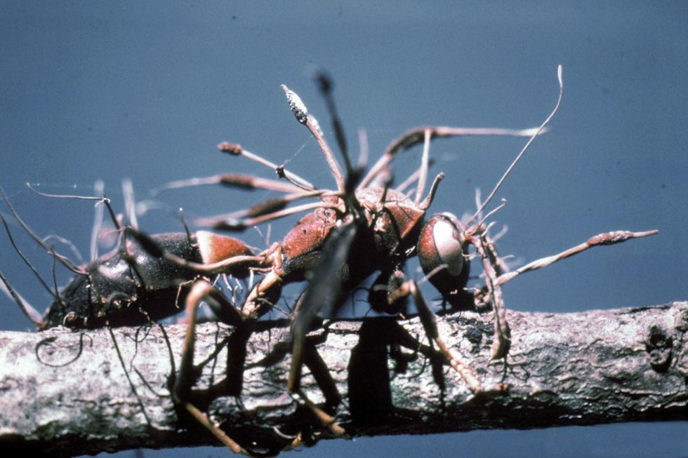 Photo of wasp parasitized by the fungus Cordyceps