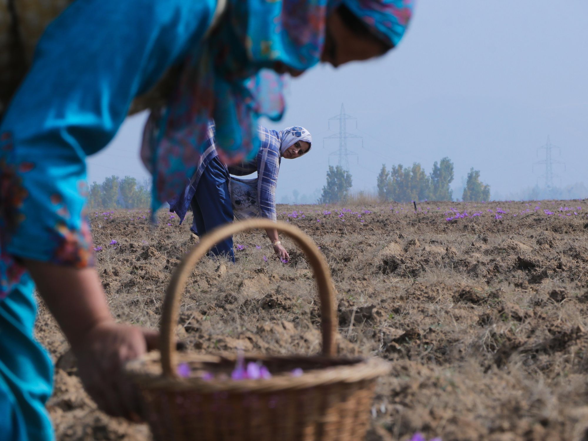 Photo of women harvesting saffron in Kashmir