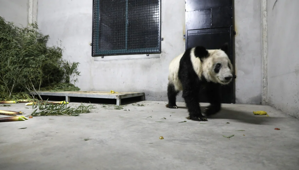 Photo of Ya Ya the panda walking in an enclosure