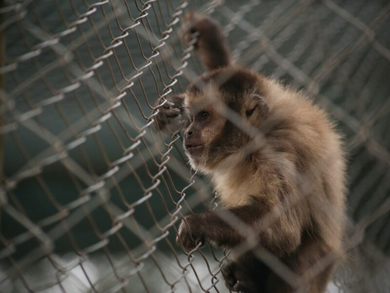 Photograph of a brown monkey holding onto a wired fence