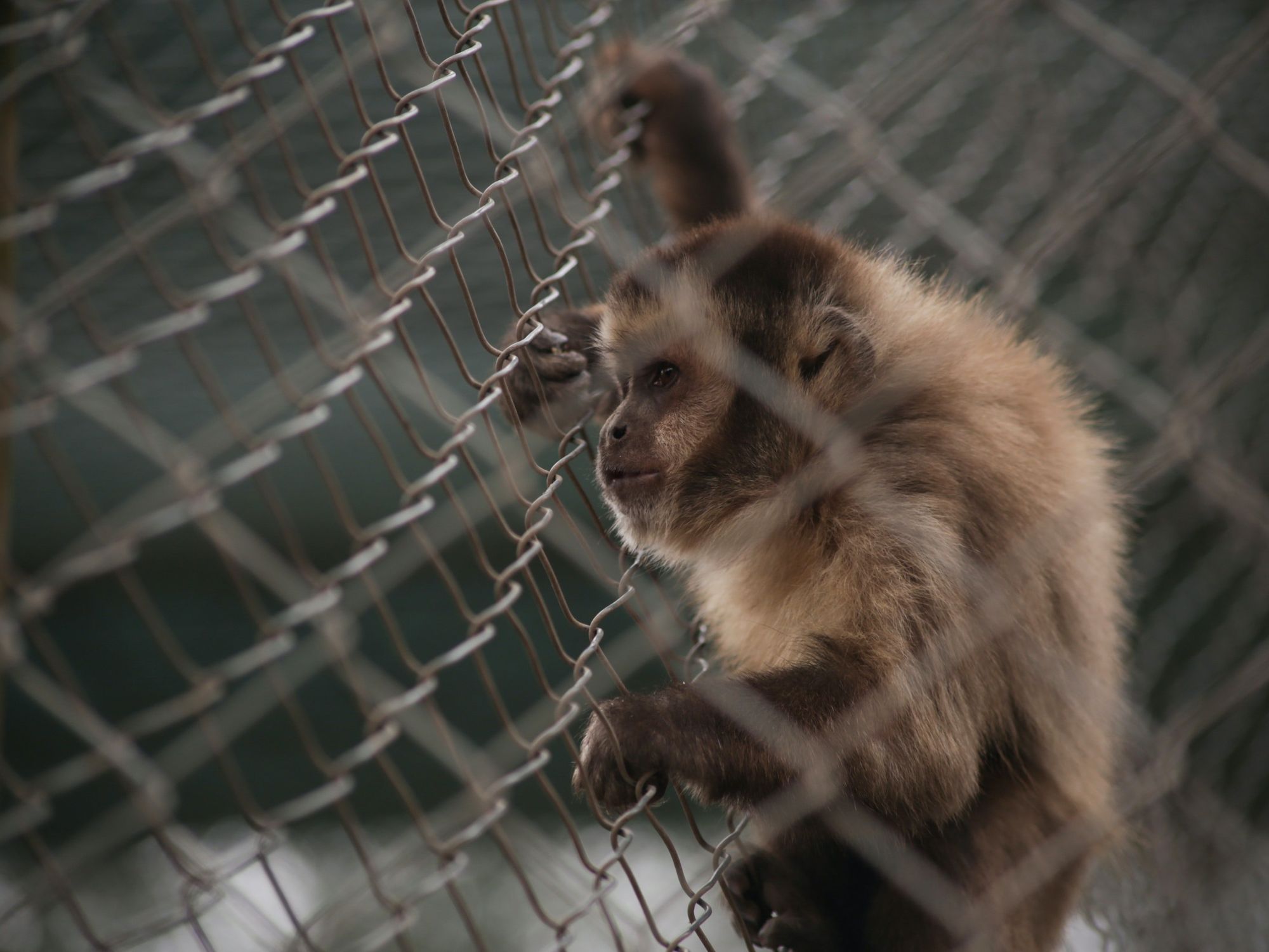 Photograph of a brown monkey holding onto a wired fence