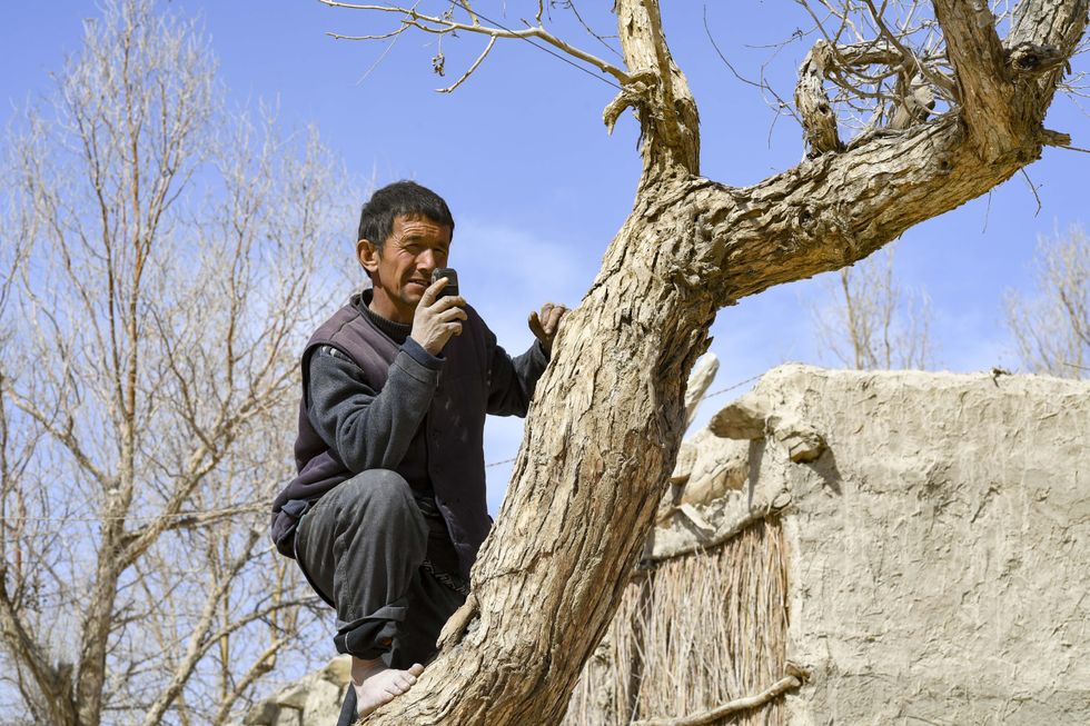 Photograph of a man climbing a tree to get better cell phone reception in Xinjiang Uygur Autonomous Region.