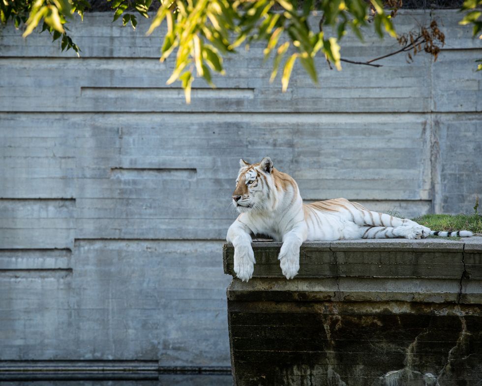 Photograph of a white tiger lying down on cement in its enclosure.
