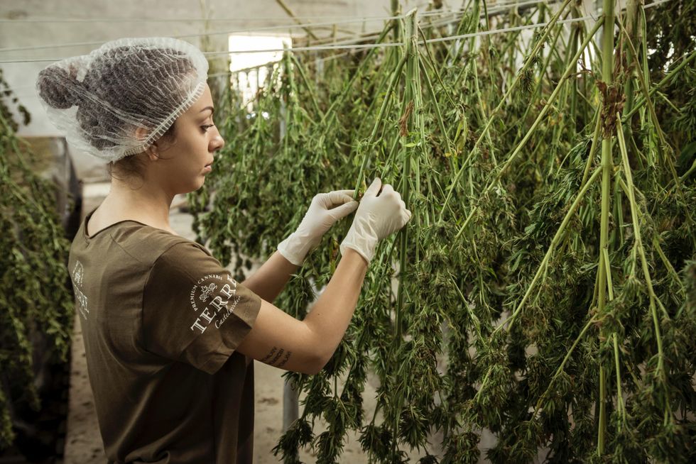 Photograph of a woman drying cannabis plants in a greenhouse