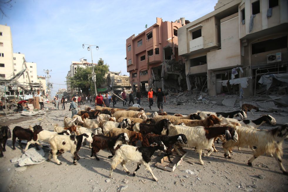Photograph of Palestinian families and a herd of goats evacuating Gaza city