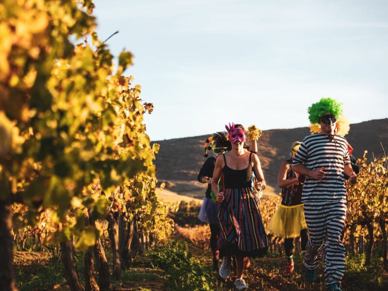 Photograph of runners dressed up in carnival costumes during the Cape Wine Marathon​. They are running next to vineyards on a hill.