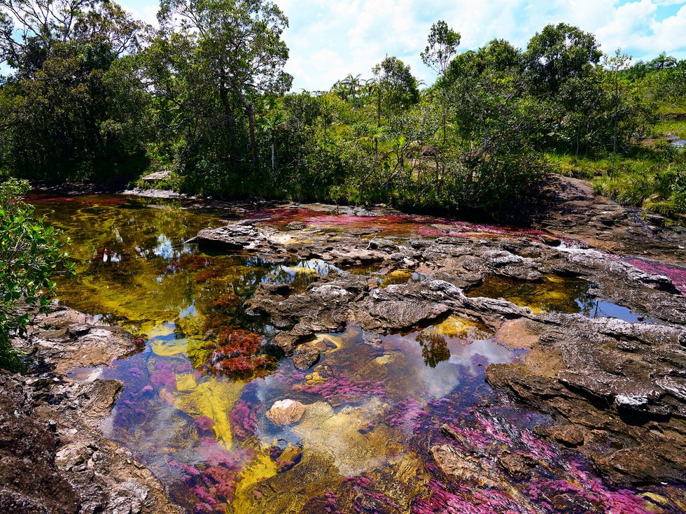 Photograph of the Caño Cristales river in Colombia, with purple algae reflecting through yellow waters.