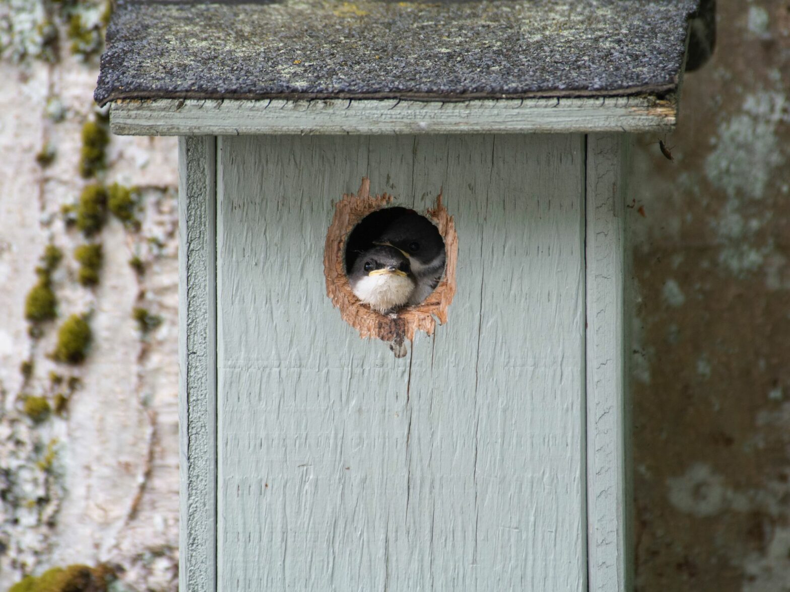 Photograph of two swallows peeking outside of a blue wooden bird nest