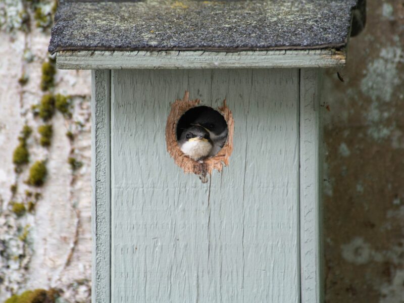 Photograph of two swallows peeking outside of a blue wooden bird nest