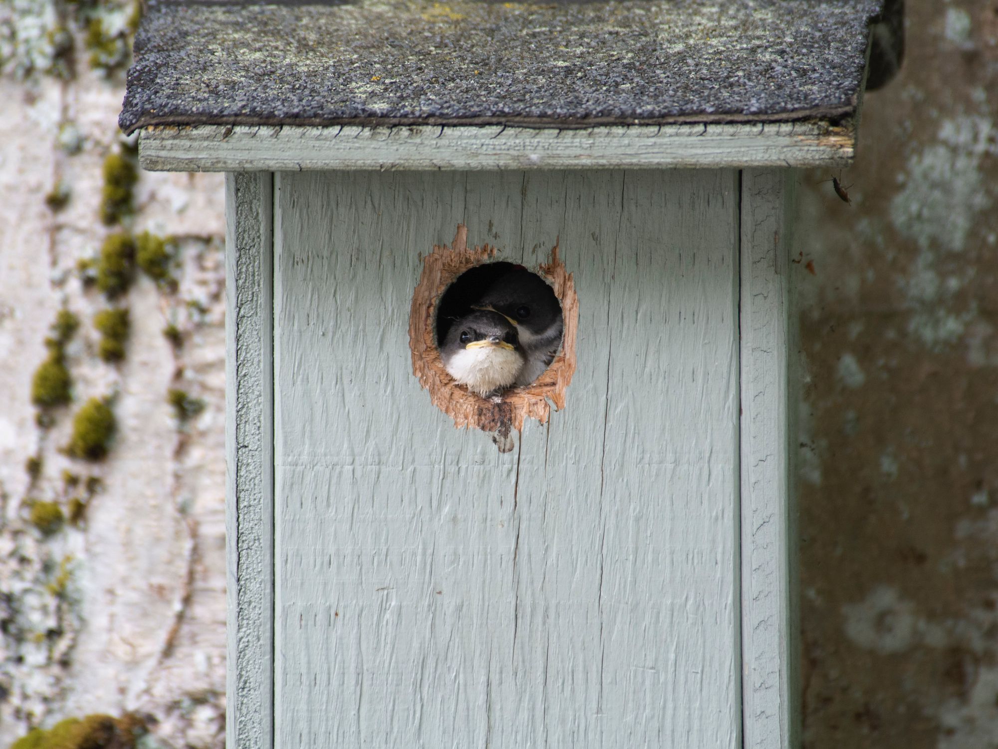 Photograph of two swallows peeking outside of a blue wooden bird nest