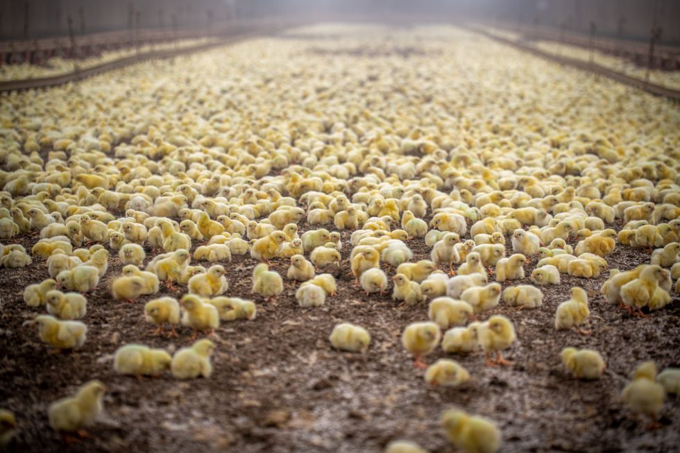 Photos of baby chicks in a boiler house