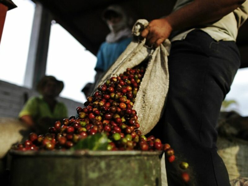 Picking coffee beans in La Tebaida, south of Bogota