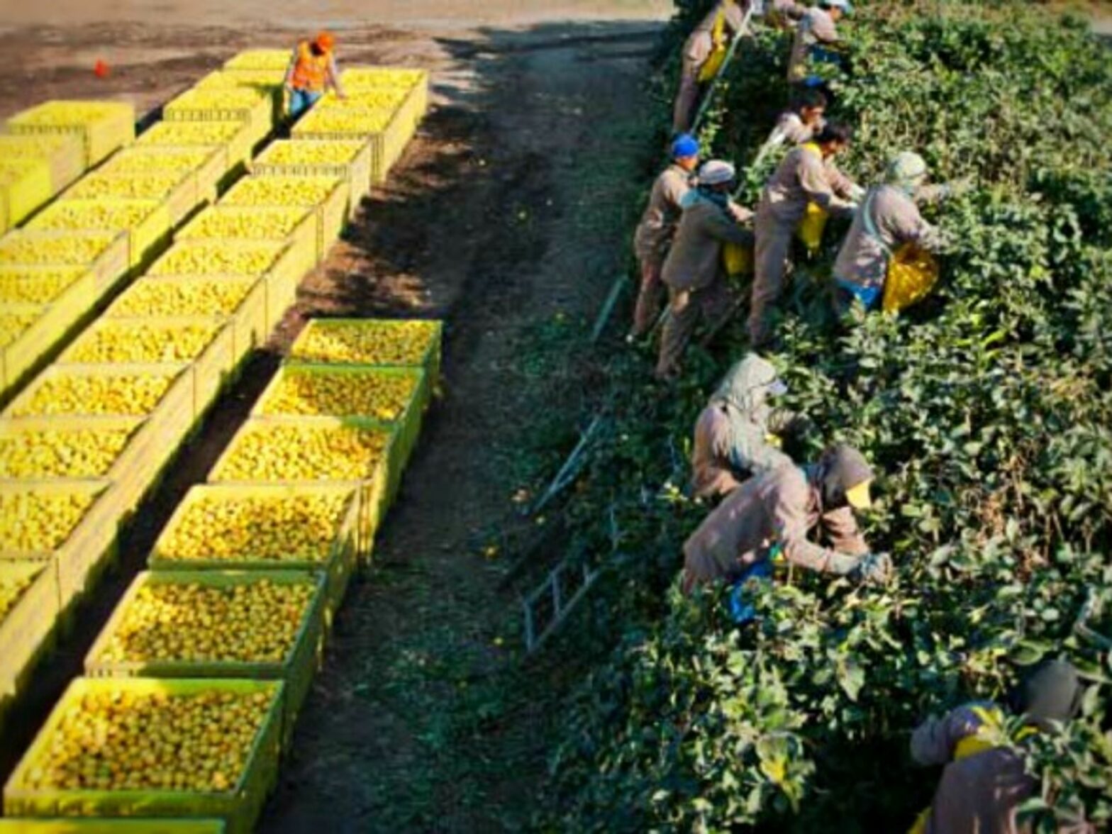 Picking lemons at Argentina's Citrusvil farm