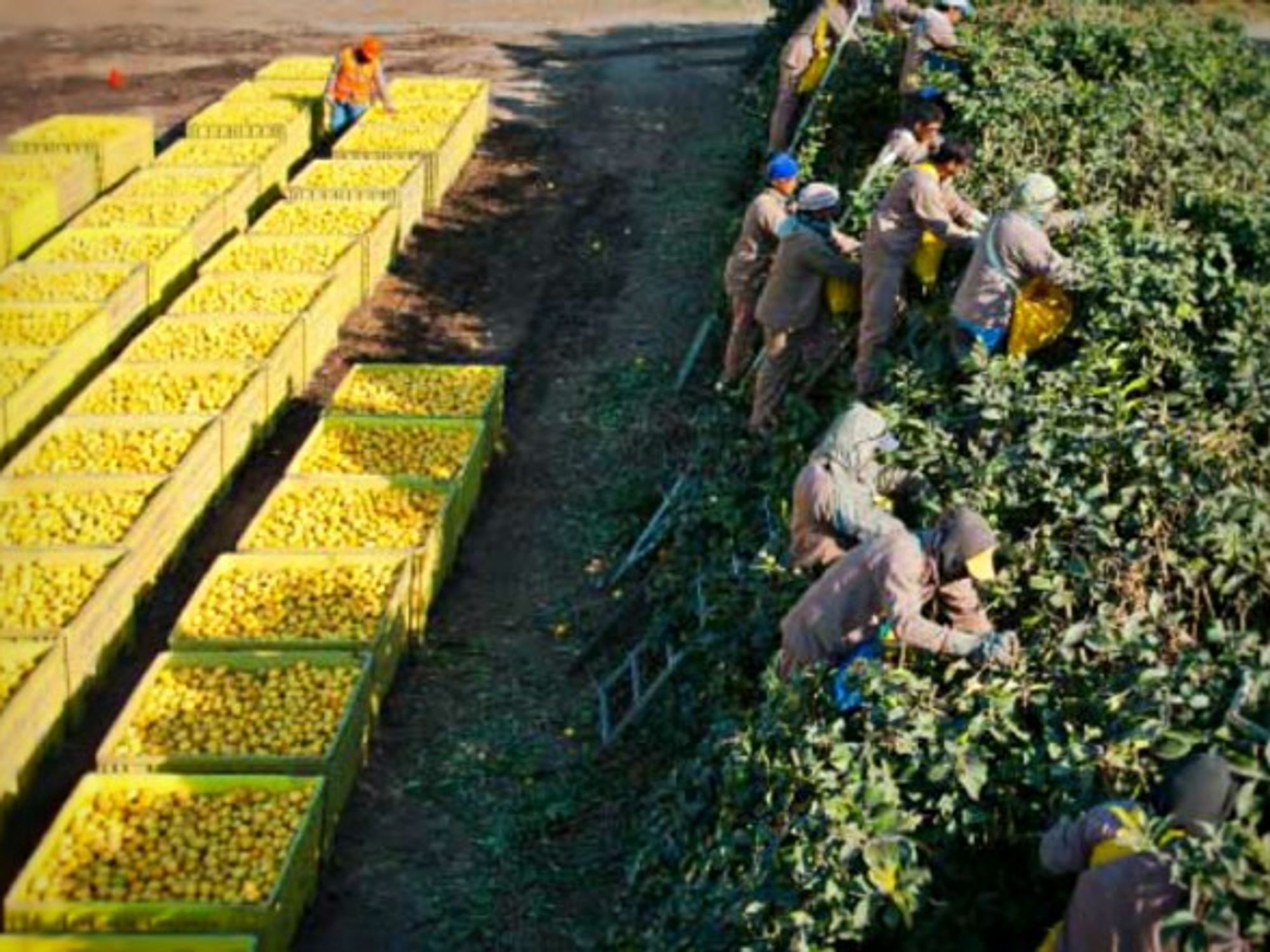 Picking lemons at Argentina's Citrusvil farm
