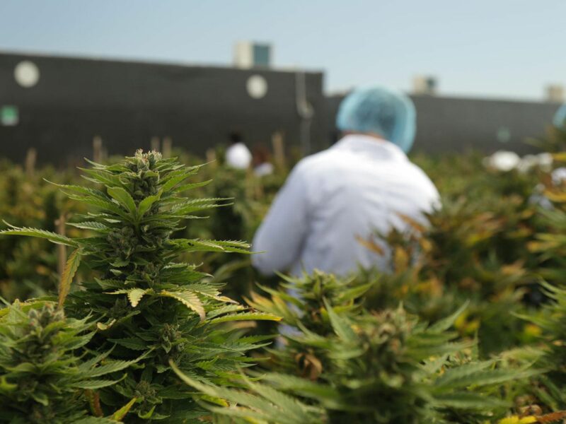 Picture of a cannabis farm in Libertad, Uruguay