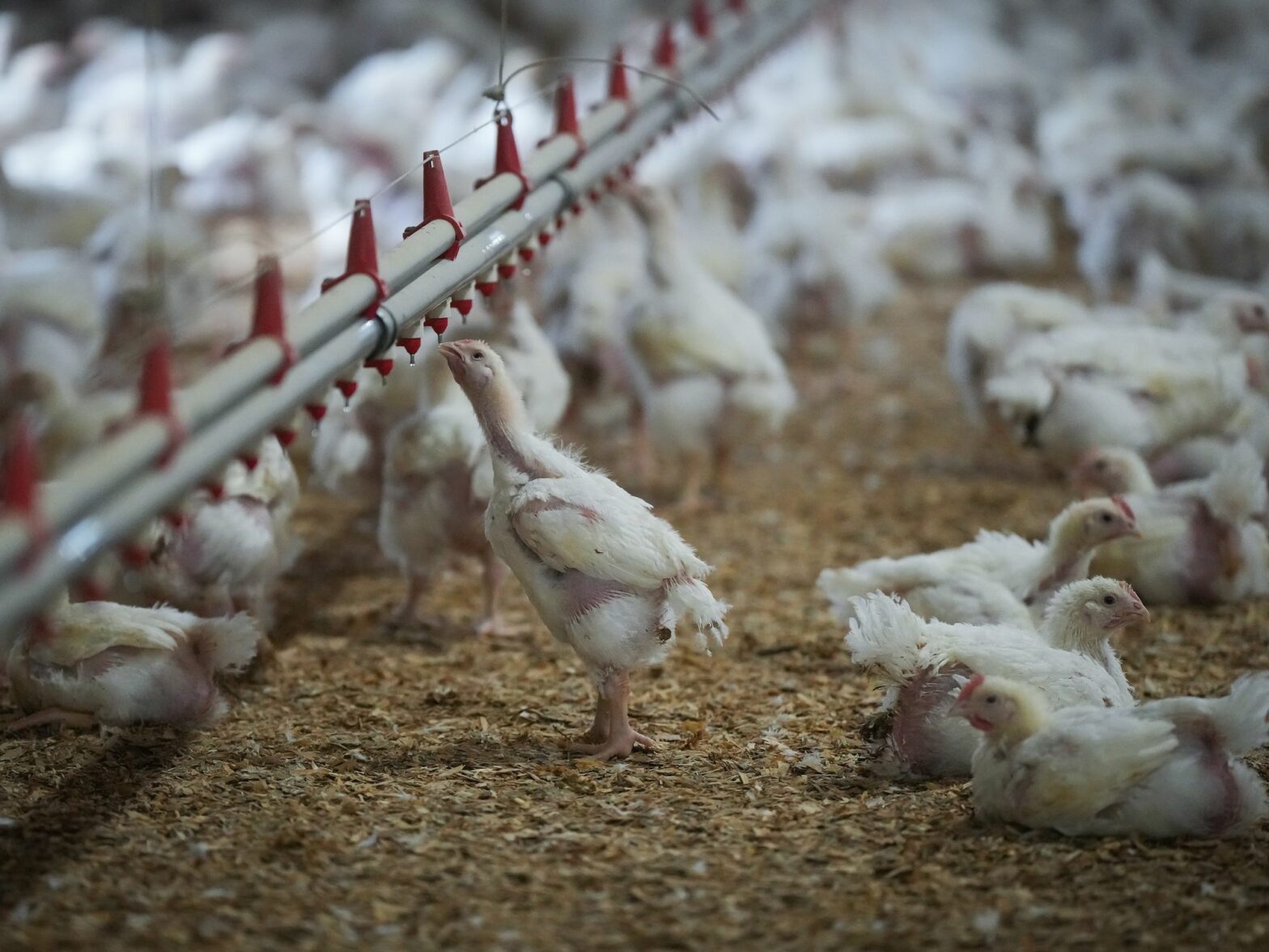 Picture of a chicken drinking water in a poultry farm.