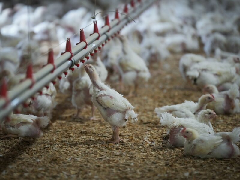 Picture of a chicken drinking water in a poultry farm.