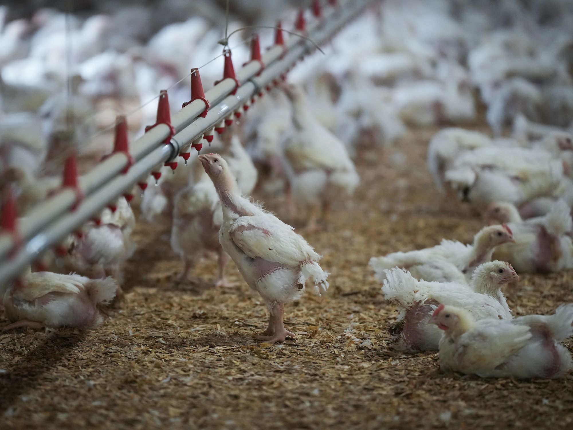 Picture of a chicken drinking water in a poultry farm.