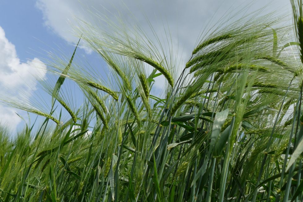 Picture of a filed of barley in Ukraine