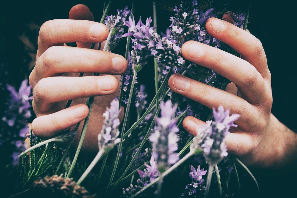 Picture of lavender