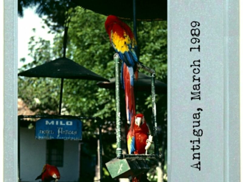 Pigeon v. Macaw