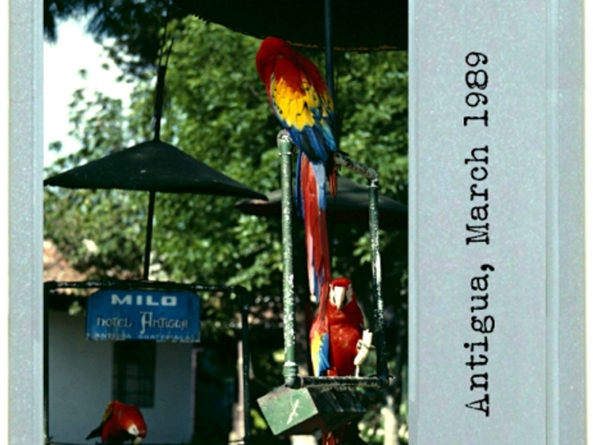 Pigeon v. Macaw