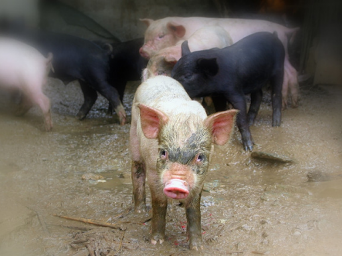 Pigs in Sichuan Province