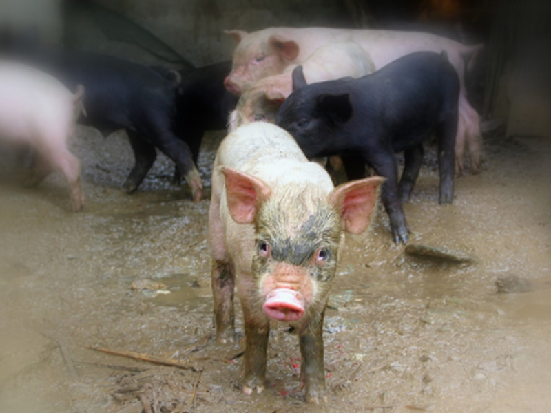 Pigs in Sichuan Province