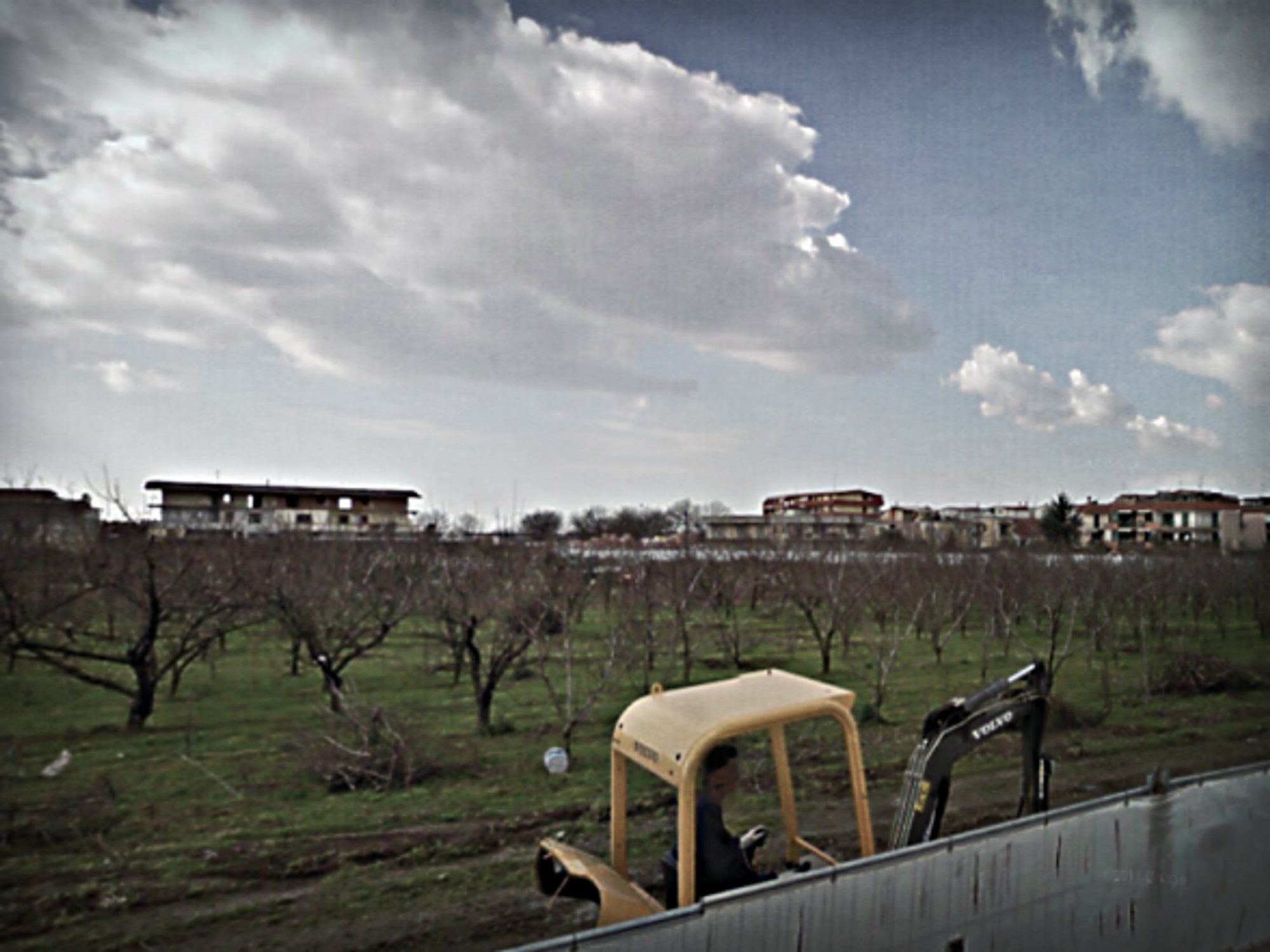 Planting trees in Giugliano