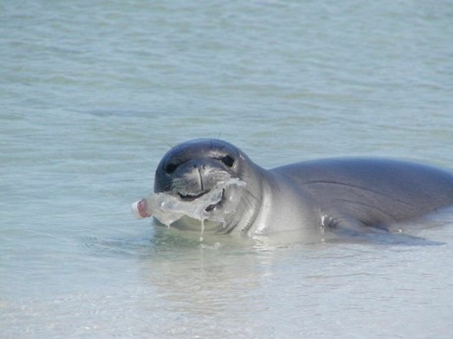 Plastic soup anyone? (NOAA Marine Debris)