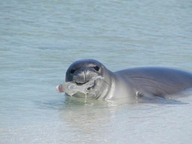 Plastic soup anyone? (NOAA Marine Debris)