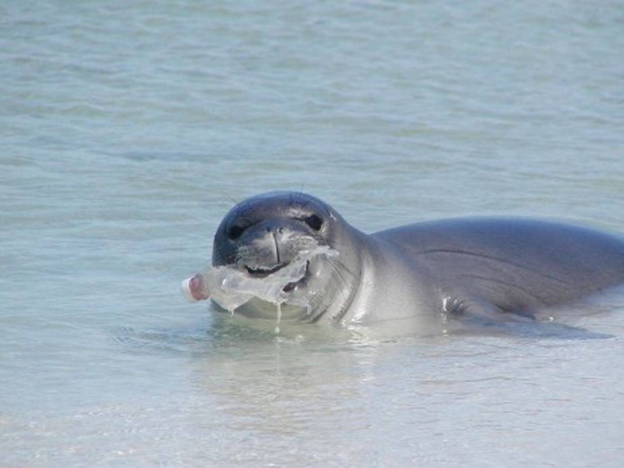 Plastic soup anyone? (NOAA Marine Debris)
