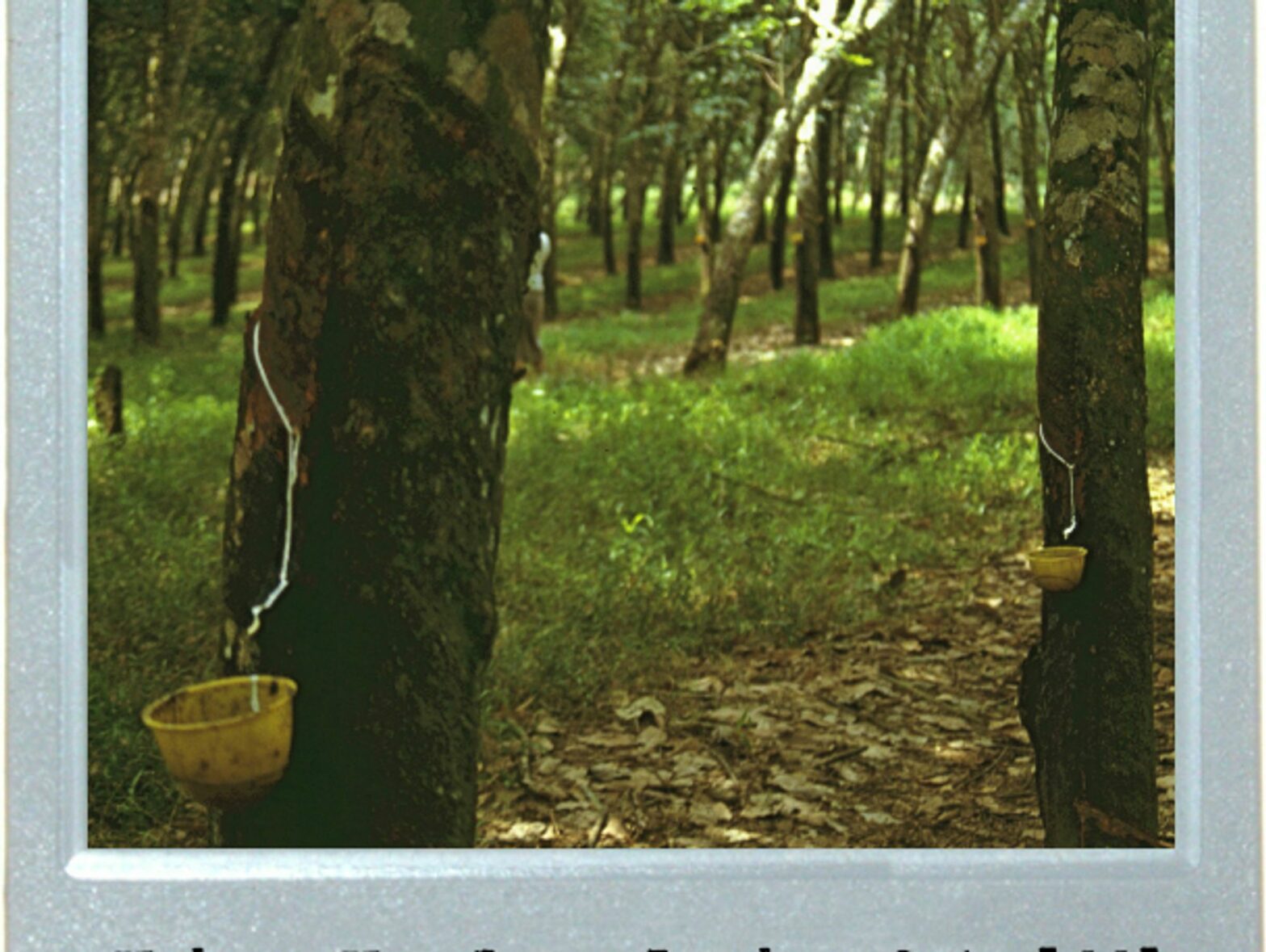 Plastic Trees