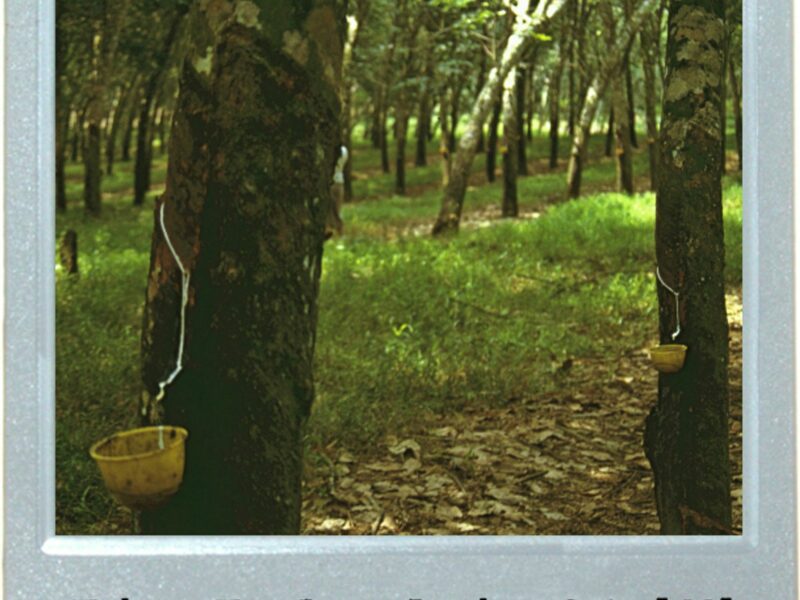 Plastic Trees