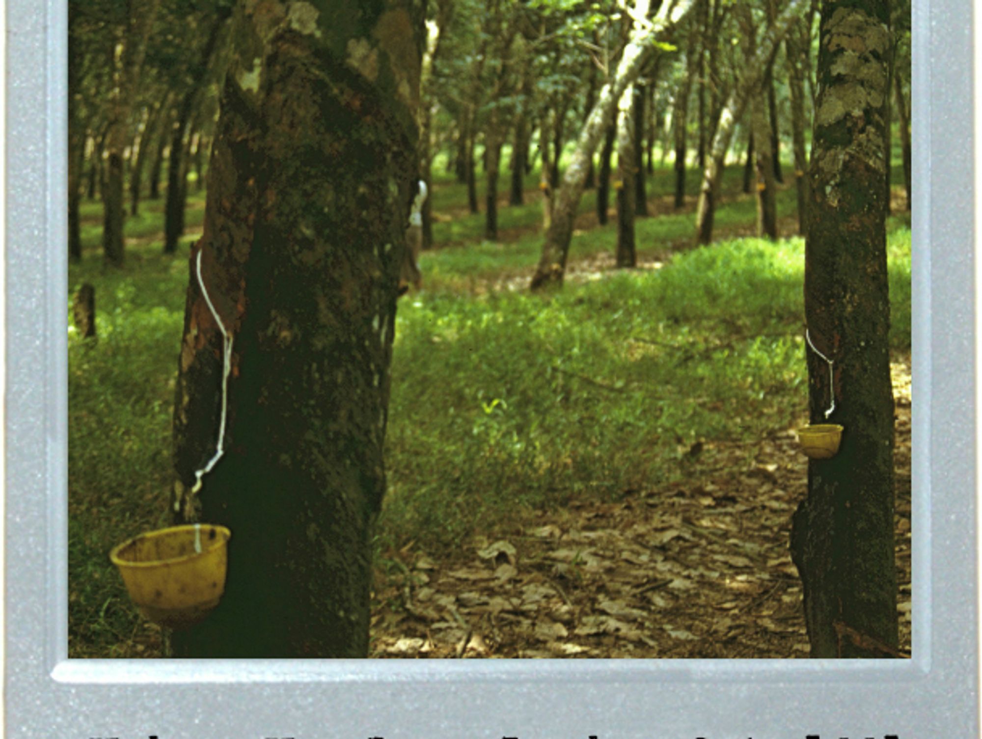 Plastic Trees
