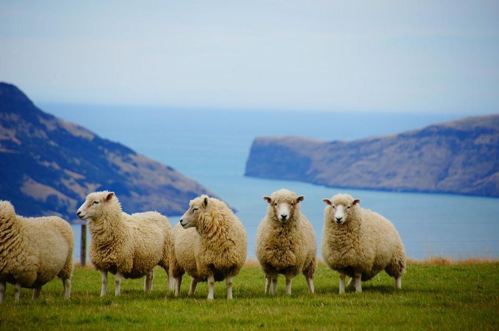 Plenty of sheep show up in New Zealand
