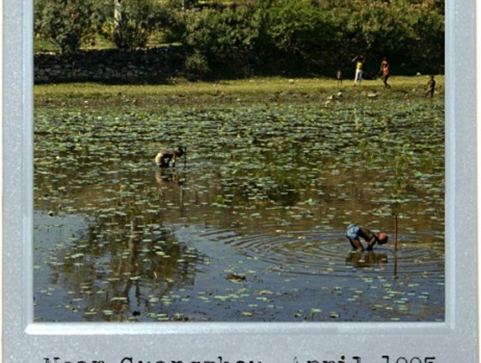 Pond Puzzle