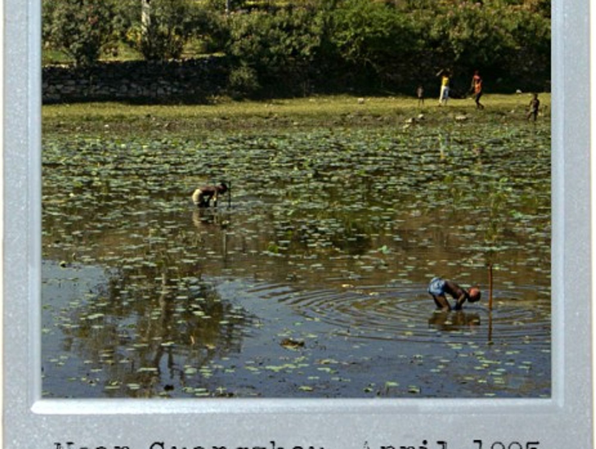Pond Puzzle