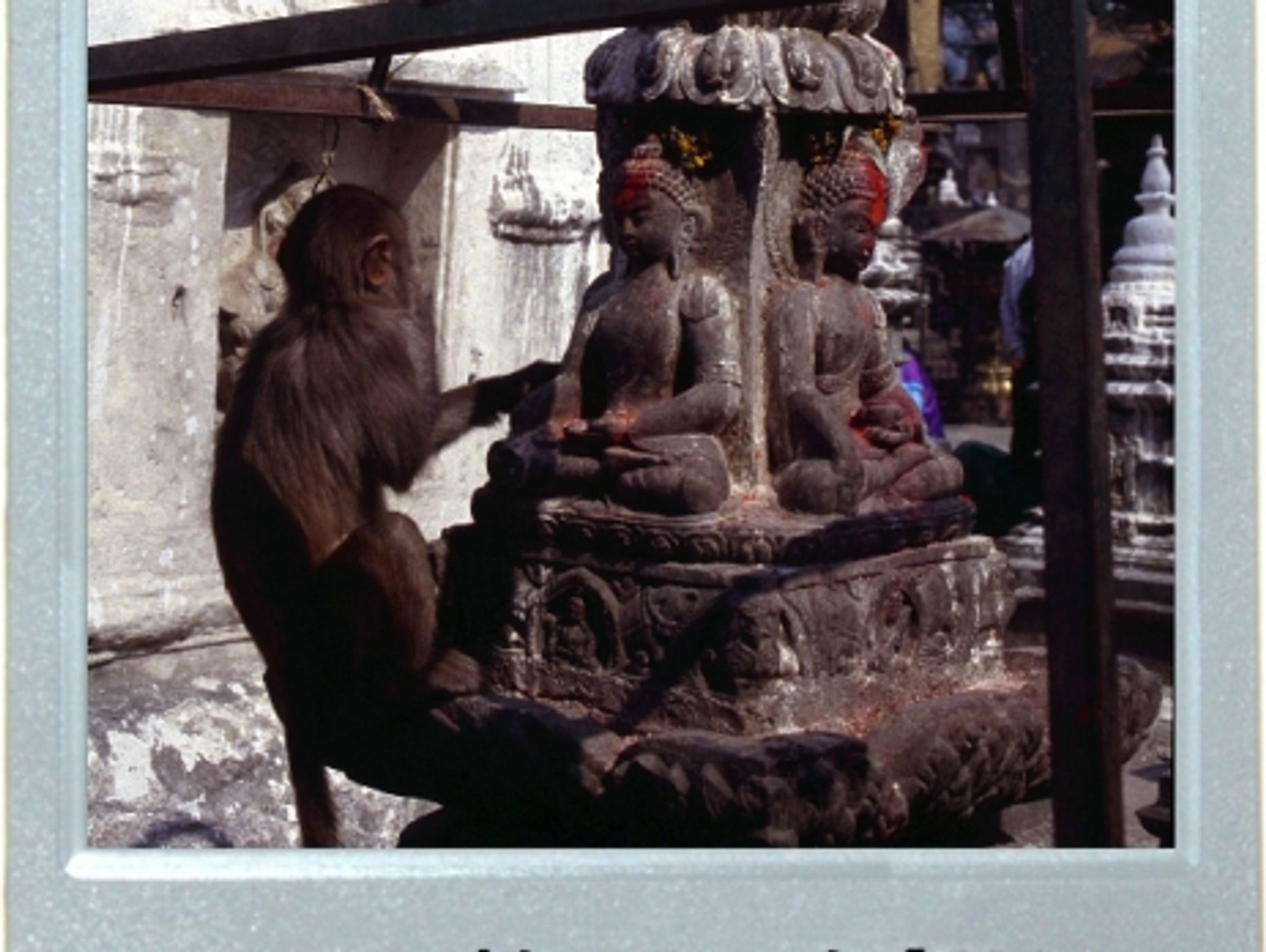 Praying Primate