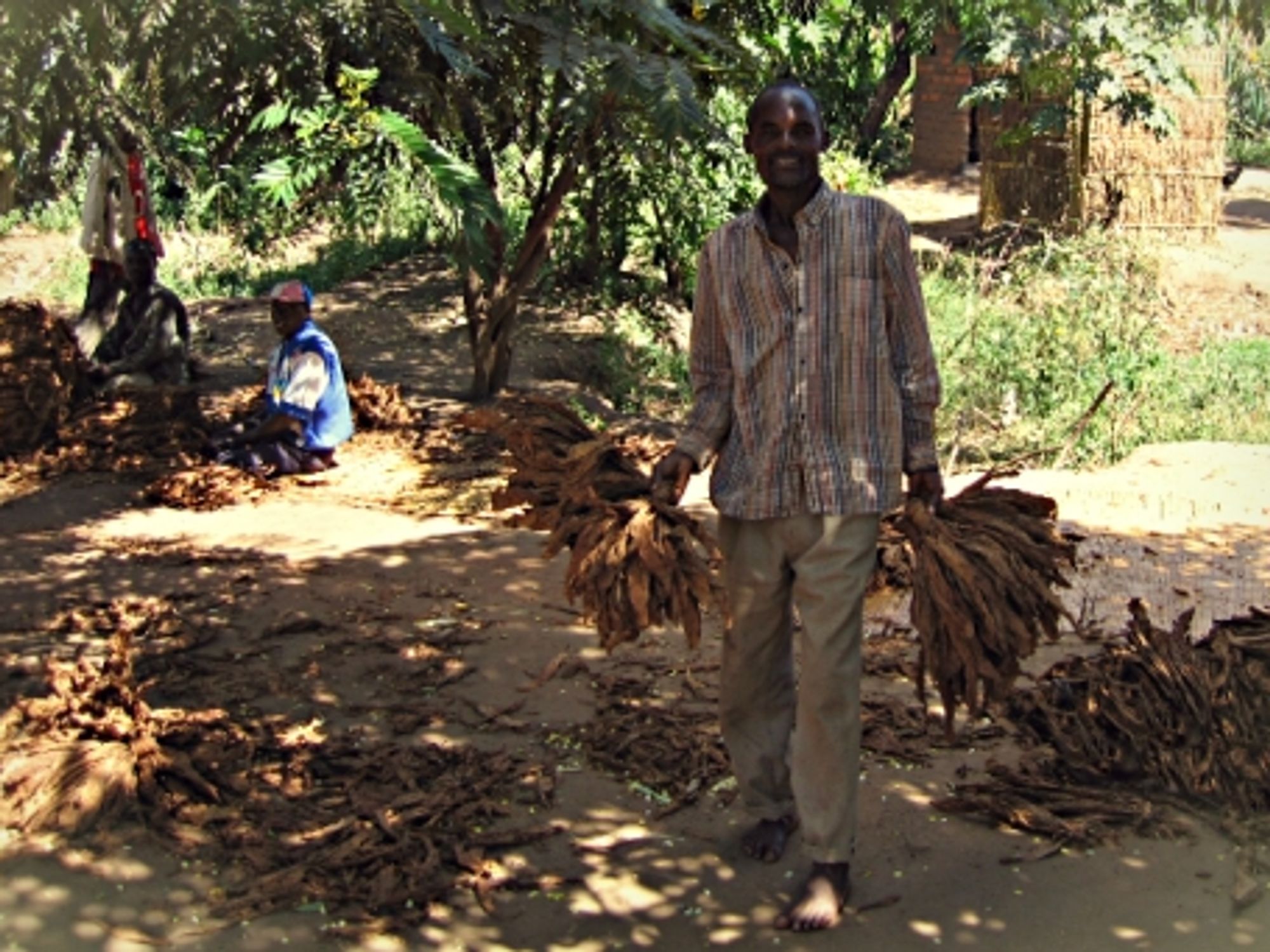 Preparing tobacco in Lilongwe, Malawi