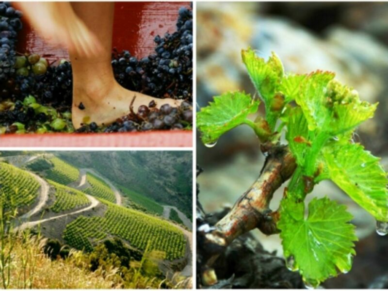 Producing Banyuls wine