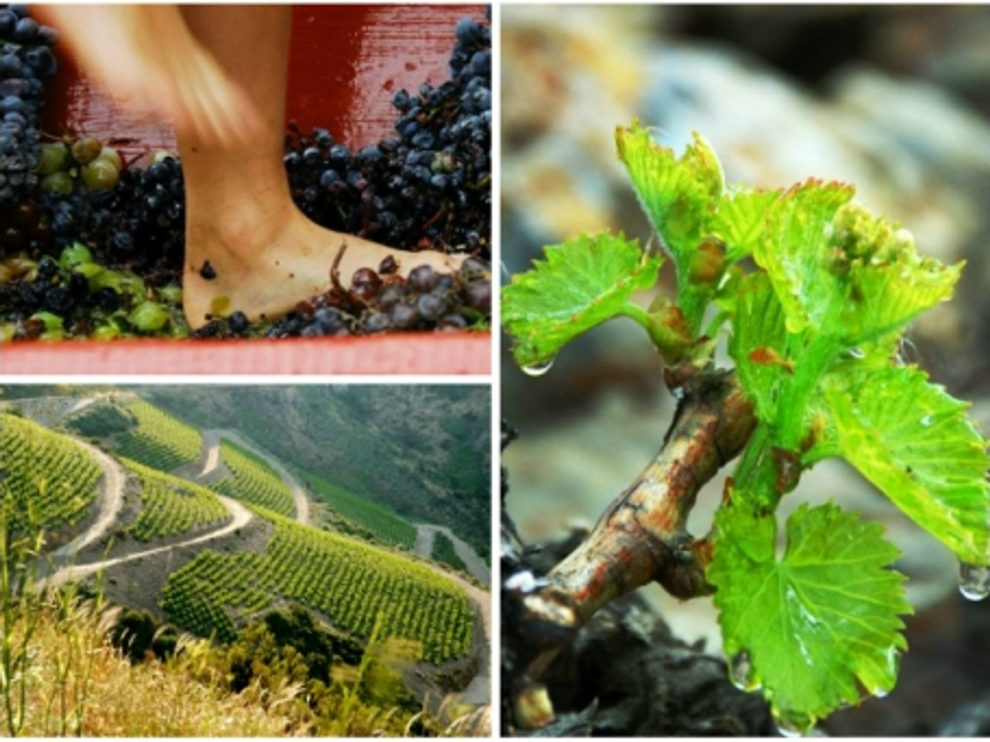Producing Banyuls wine