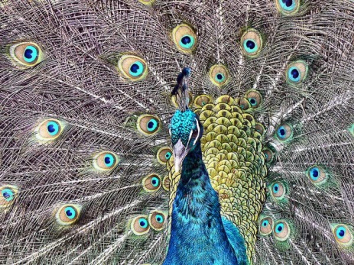 Proud And Loud, Rogue Peacock Tortures Marseille Couple