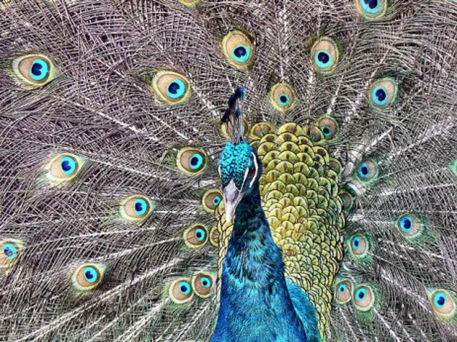 Proud And Loud, Rogue Peacock Tortures Marseille Couple