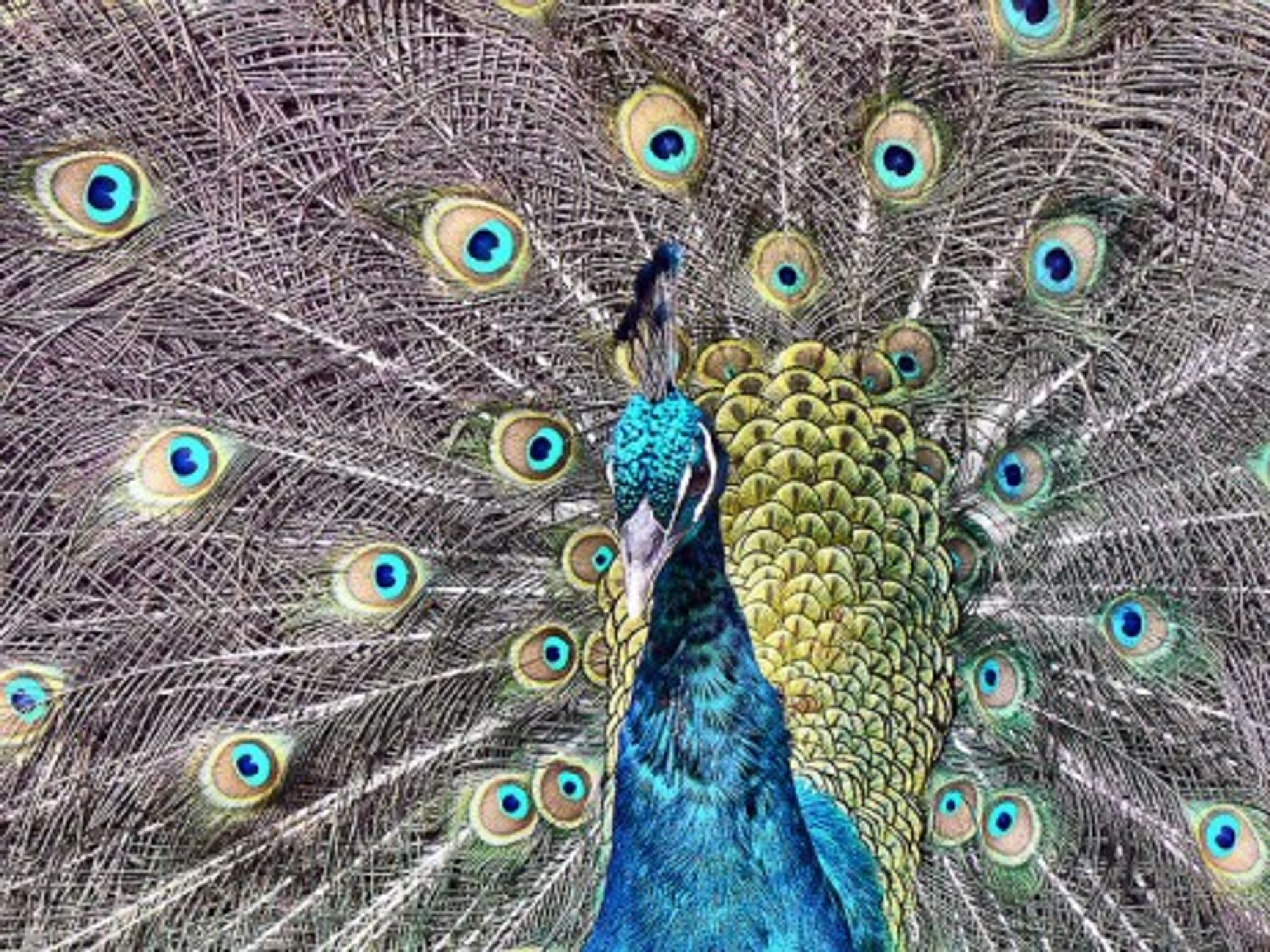 Proud And Loud, Rogue Peacock Tortures Marseille Couple