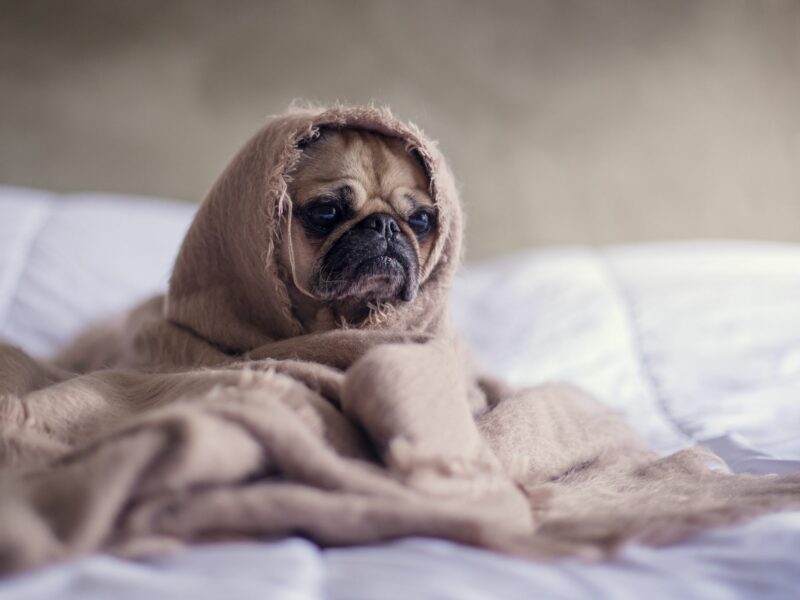 Get That Dog *On The Couch! Diagnosing And Treating Canine Anxiety