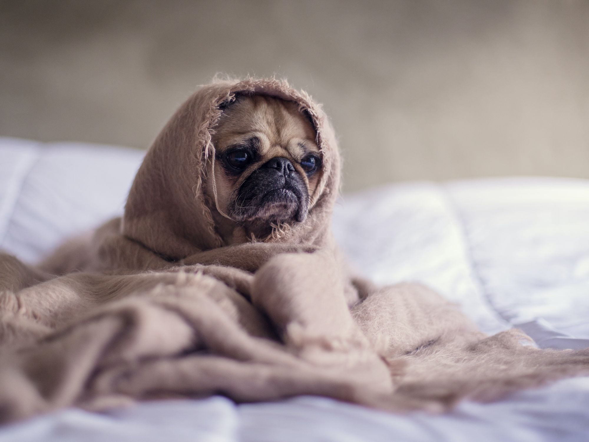 Get That Dog *On The Couch! Diagnosing And Treating Canine Anxiety